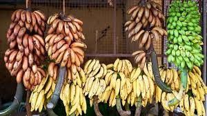 Wózek rolkowy z rolkami bananowymi o wadze 250 kg do szybkiego transportu sprzętu Banana Garruchas